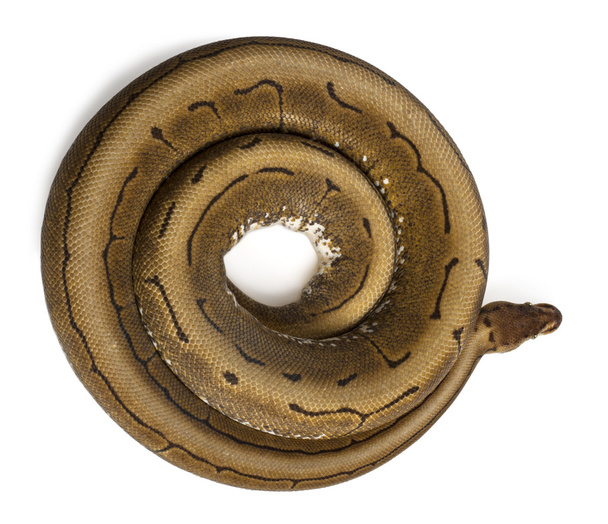 Vue grand angle de Spinner Python, Royal python, ball python, Python regius, 2 ans, devant fond blanc
 - Photo, image