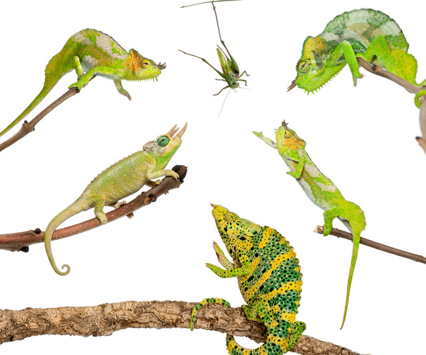 Chameleons reaching for grasshopper in front of white background - Fotó, kép