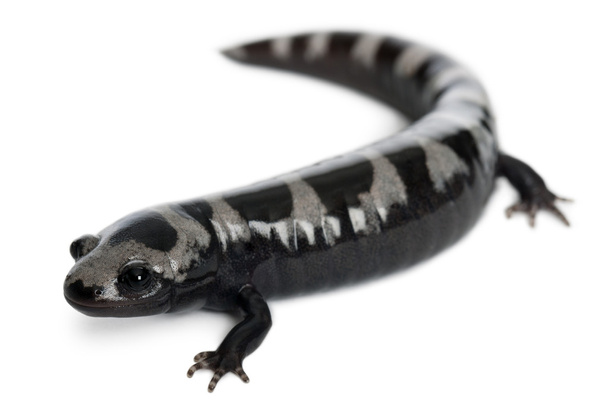 Marbled Salamander, Ambystoma opacum, in front of white background - Фото, зображення