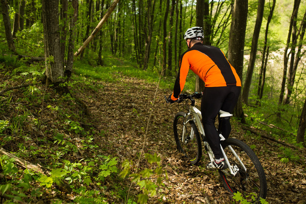 Ciclista montando a bicicleta na bela floresta de primavera
 - Foto, Imagem