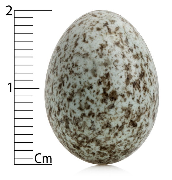 Huismus ei, passer domesticus met centimeter, voor witte achtergrond - Foto, afbeelding