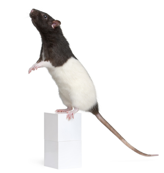 Rat fantaisie, 1 an, debout sur la boîte en face de fond blanc
 - Photo, image