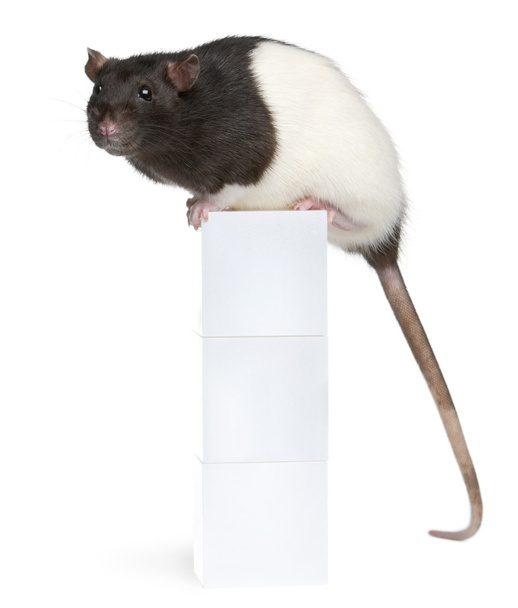 ozdobný krysa, 1 rok starý, sedící na box před bílým pozadím - Fotografie, Obrázek