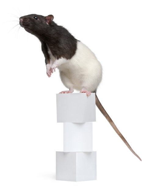 Fancy Rat, 1 year old, standing on boxes in front of white background - Photo, Image