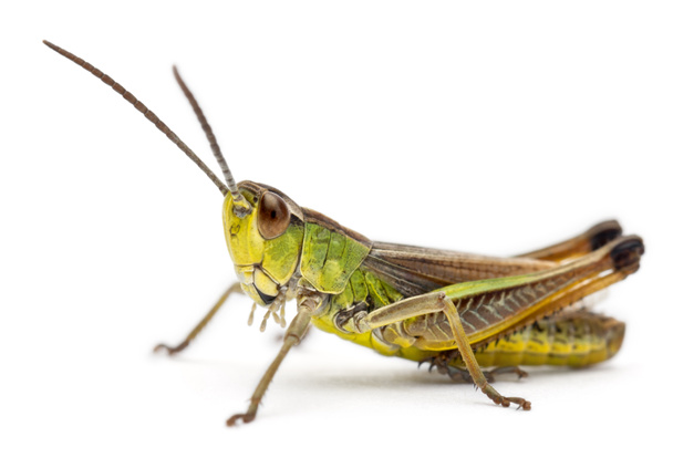 Grasshopper frente a fondo blanco - Foto, Imagen