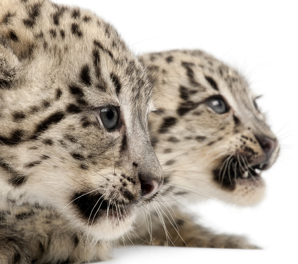 Leopardos de nieve, Uncia uncia o Panthera uncial, de 2 meses de edad, frente a fondo blanco
 - Foto, imagen