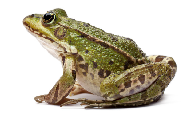 wspólne europejskie żaba lub żaba, rana kl. esculenta, przed białym tle - Zdjęcie, obraz