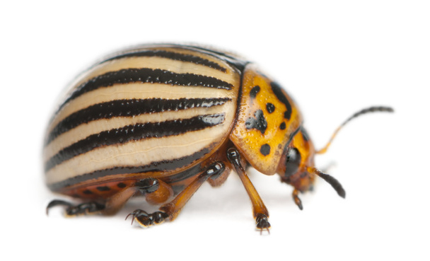 Colorado potato beetle, also known as the Colorado beetle, the ten-striped spearman, the ten-lined potato beetle or the potato bug, Leptinotarsa decemlineata, in front of white background - Photo, Image