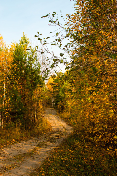 winding path in the autumn forest - 写真・画像