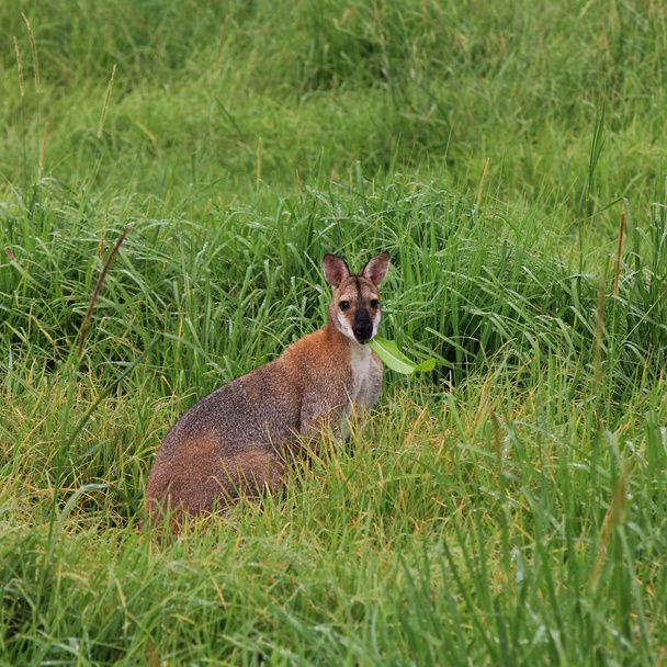 Маленький кенгуру, пасущийся на лугу с высокой травой
 - Фото, изображение