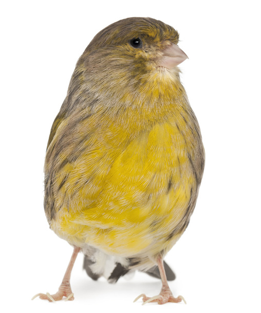 Atlantic Canary, Serinus canaria, 2 years old, in front of white background - Photo, Image