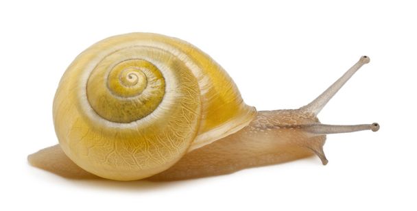 Grove snail or brown-lipped snail without dark bandings, Cepaea nemoralis, in front of white background - Photo, Image