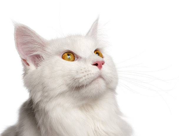 Maine Coon cat, 8 months old, portrait in front of white background - Foto, afbeelding