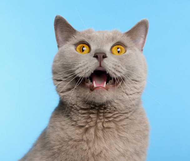 British Shorthair cat, 2 years old, in front of blue background - Fotografie, Obrázek