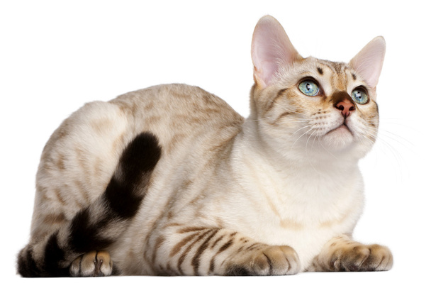 Bengal cat, 6 months old, lying in front of white background - Photo, Image