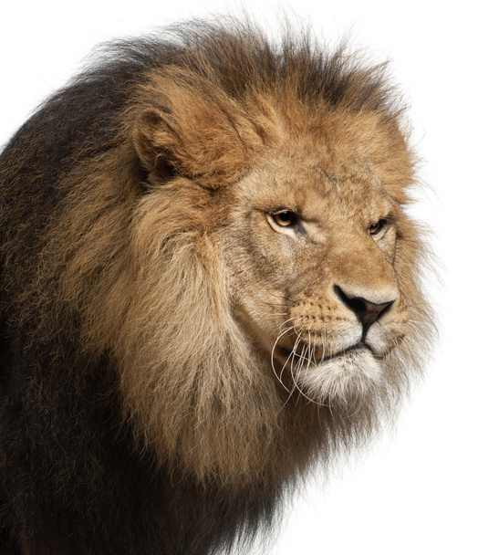 Primer plano del león, Panthera leo, 8 años, frente a fondo blanco
 - Foto, Imagen