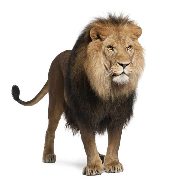 Leijona, Panthera leo, 8 vuotias, seisoo valkoisen taustan edessä
 - Valokuva, kuva
