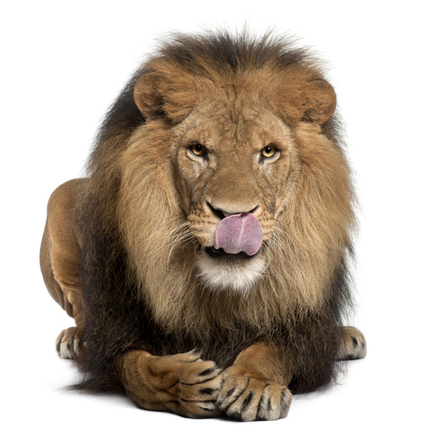 Leijonaa nuolevat huulet, Panthera leo, 8 vuotias, valkoisen taustan edessä
 - Valokuva, kuva