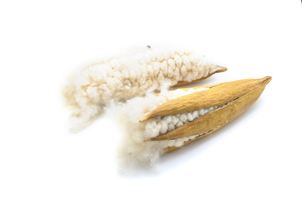 kapok seeds with white fiber for making pillow - Photo, Image