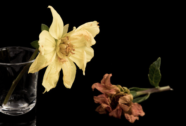 Flores amarelas de Wither Dahlia
 - Foto, Imagem