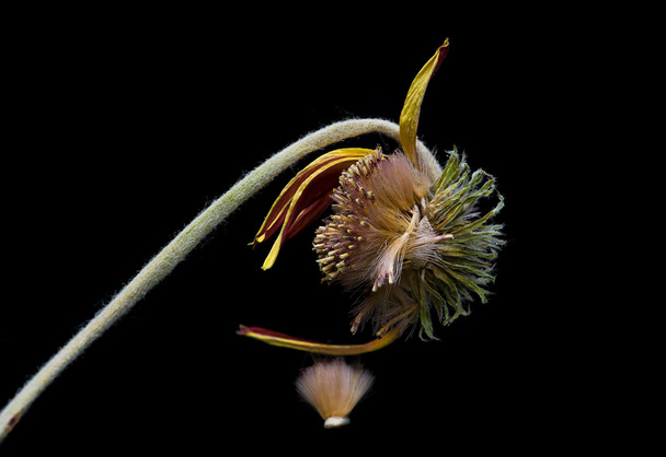 Dying yellow dahlia Flower - Photo, Image