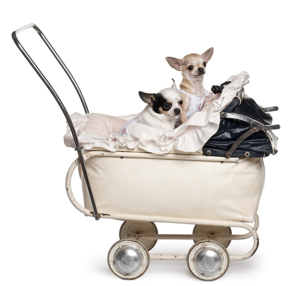 Chihuahuas, 1 año, en cochecito de bebé delante de fondo blanco
 - Foto, Imagen