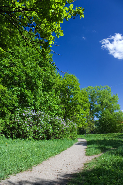 Trail in the summer the park, blue sky - Foto, imagen