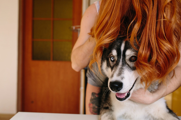 Cão e cabelo
 - Foto, Imagem