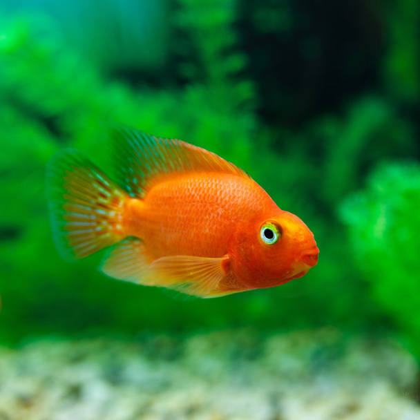 Pappagallo rosso sangue Ciclide in acquario pianta sfondo verde. Pesce rosso, divertente pesce arancione colorato - concetto di hobby
 - Foto, immagini