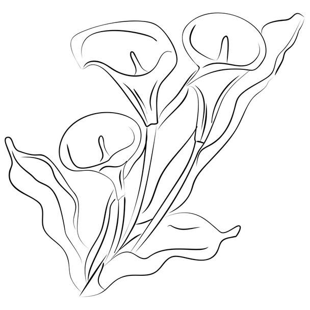 ескіз чорнила Квітка Калья
 - Вектор, зображення