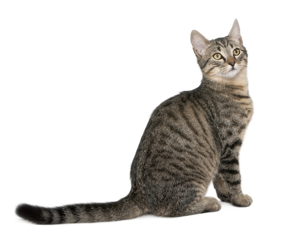 Mixed-breed cat, Felis catus, 6 months old, sitting in front of white background - Fotó, kép