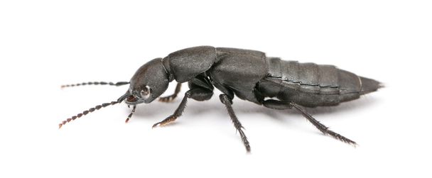 Devil's coach-horse beetle, Ocypus olens, in front of white background - Photo, Image