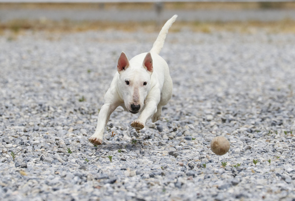 Mini terrier toro persiguiendo una pelota
 - Foto, imagen