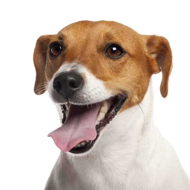 Jack Russell Terrier, 4 ans, gros plan devant fond blanc
 - Photo, image