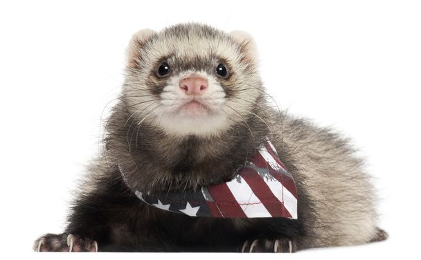 Ferret nosit šátek americkou vlajku před bílým pozadím - 写真・画像