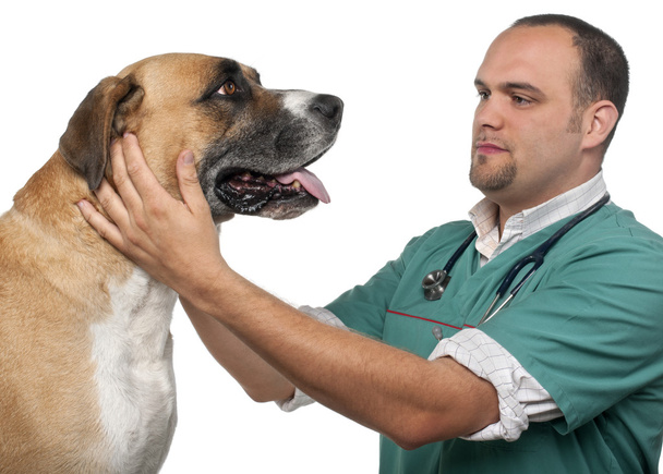 獣医の白い背景の前に混合品種の犬を調べる - 写真・画像