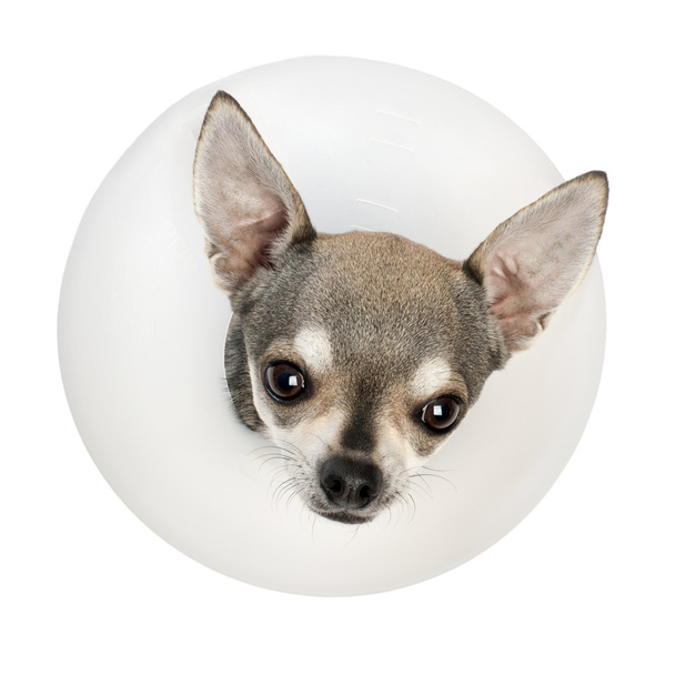 Chihuahua, 4 years old, wearing a space collar in front of white background - Photo, Image