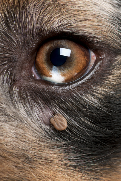 Close-up of Tick attached next to an Australian Shepherd's eye - Fotografie, Obrázek