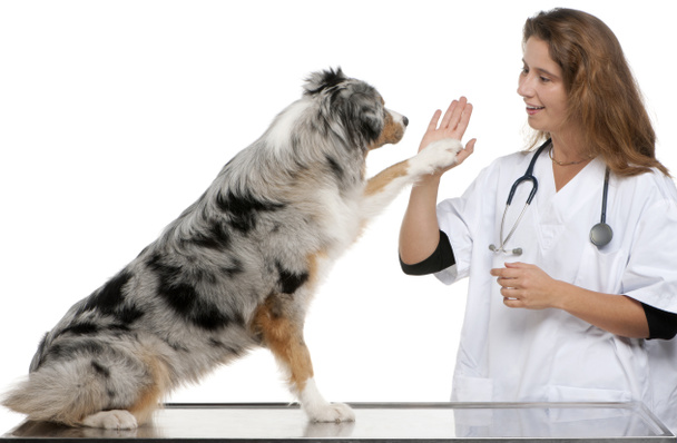 Australian Shepherd giving its paw to a vet in front of white background - Photo, Image