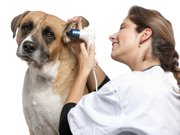 κτηνίατρος εξέταση ένα σκυλί κραμβέλαιο, το αυτί του σκύλου με ένα ωτοσκόπιο μπροστά από το λευκό φόντο - Φωτογραφία, εικόνα