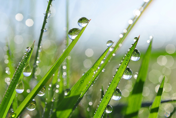 Fresh green grass with dew drops closeup. - Foto, afbeelding