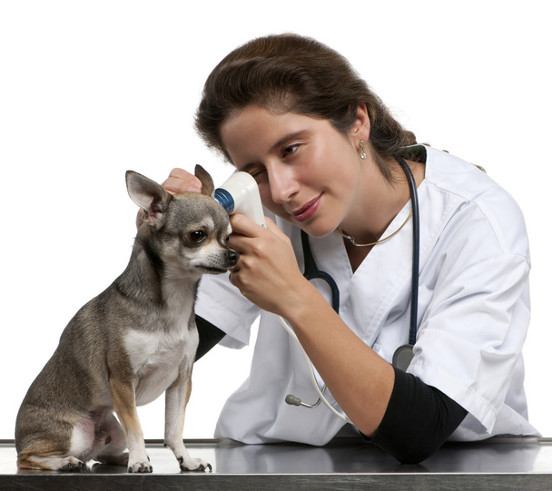 Veterinario examinando un Chihuahua con un otoscopio frente a fondo blanco
 - Foto, imagen