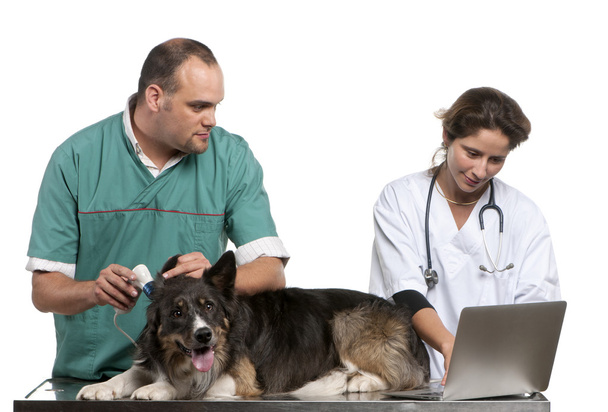 Vets examining a Border Collie with a digital otoscope in front of white background - Foto, imagen