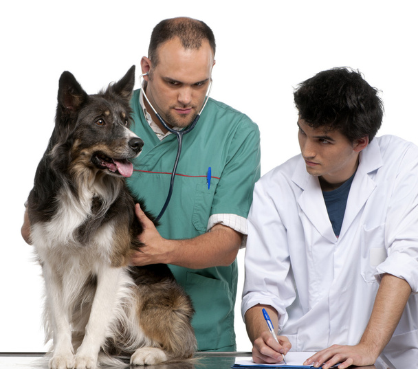 Stagiaire vétérinaire et vétérinaire examinant un collie frontière en face de fond blanc
 - Photo, image