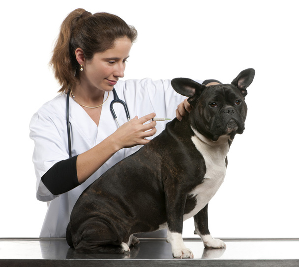 Veterinario dando una inyección a un perro de raza cruzada, perro en frente de fondo blanco
 - Foto, Imagen