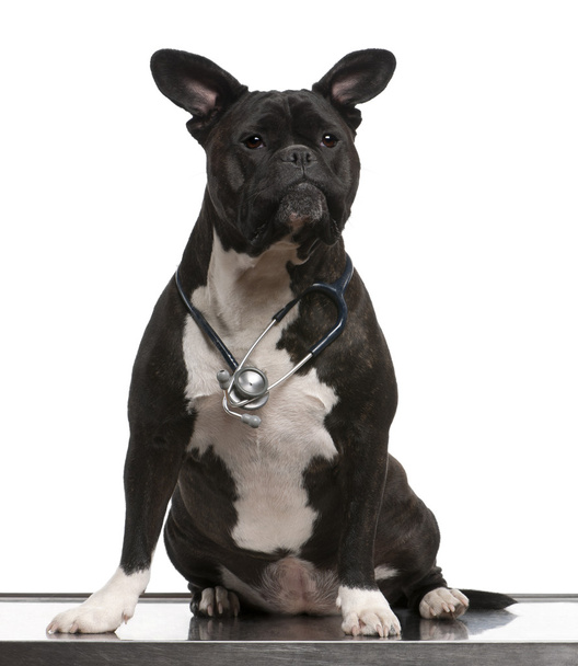 Crossbreed dog, wearing a stethoscope against a white background - Fotó, kép
