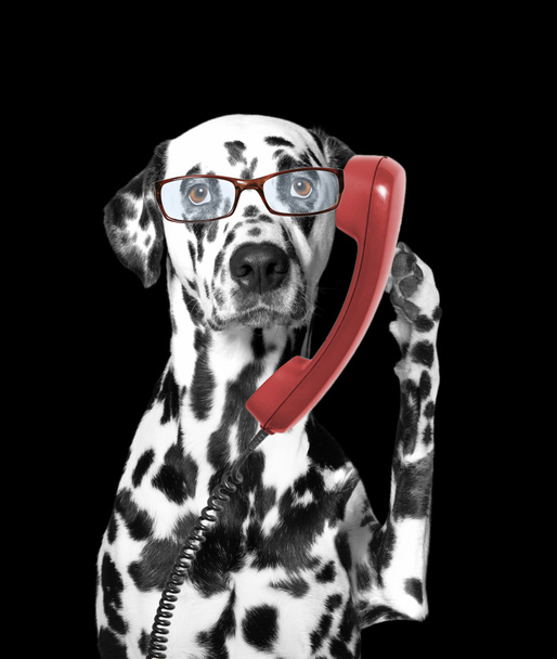 the dog is talking over the old phone - Foto, Imagem