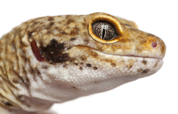 Gecko léopard hypomélanistique, Eublepharis macularius, devant fond blanc
 - Photo, image