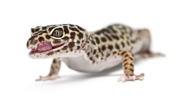 Gecko leopardo, Eublepharis macularius, delante de fondo blanco
 - Foto, imagen