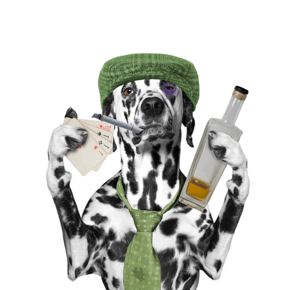 je opilý pes, hrací karty a kouření - Fotografie, Obrázek